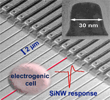 silicon nanowire